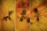Three Fossil Ants (Formicidae) In Baltic Amber #72193-1